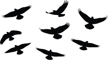 Fototapeta premium Flying eagle silhouettes vector set, birds of prey in flight, black raptor shapes isolated on white background illustration