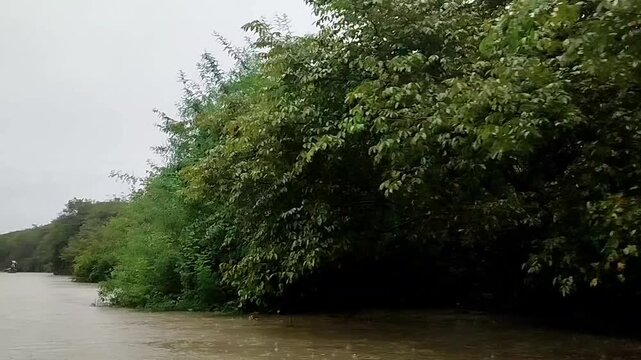 A serene view  during heavy rainfall from one of the freshwater swamp forest Ratargul.Gowainghat, Sylhet, Bangladesh.
