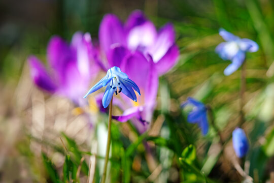 Blaustern