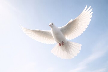 Fototapeta premium Graceful white dove soaring skyward.