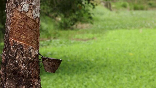 Close up of rubber tree sap dripping into a bucket in a lush green plantation.