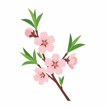 Peach Blossom Branch Illustration Pink Spring Flower with Leaves