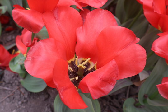 red tulips in tulips festival in Morges in Switzerland on April 11, 2026