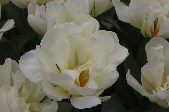 white flowers in tulips festival in Morges in Switzerland on April 11, 2026