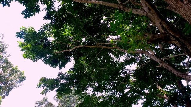 Low-angle view of lush green tropical forest canopy under bright sky, showing dense foliage and large branches, concept of nature, freshness, and environmental conservation.
