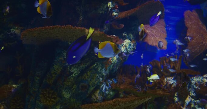 Large Underwater Aquarium With Variety Of Colorful, Vibrant Tropical Fish Swimming Among Corals. Ocean Animal, Aquatic Life. Diverse Underwater World. Pyramid Butterflyfish And Blue Tang Swim In
