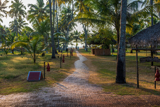  Peaceful Stone Walkway Through Coconut Palm Grove in a Luxury Beach Resort