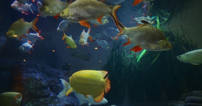 Aquarium Filled With Tinfoil Barb Fishes Close up View. Tinfoil Barb Is Schooling Species. Active And Entertaining Fishes. Tinfoil Barb Grouped Together In Underwater. Fish Tinfoil Barb Swimming In