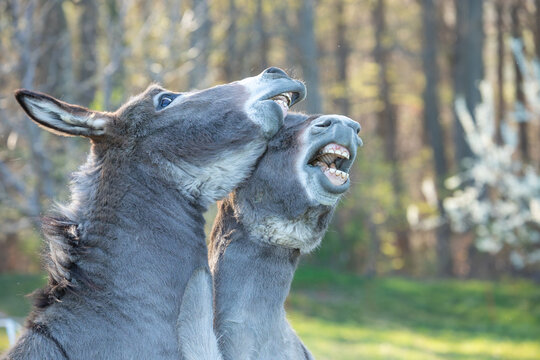 Close up of two donkeys (Equus asinus) showing their teeth with a flehmen response in a sunny field.