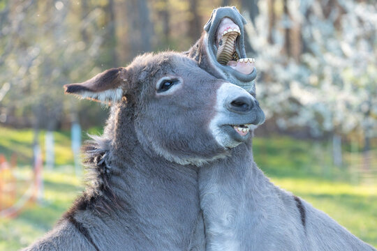 Close up of two donkeys (Equus asinus) showing their teeth with a flehmen response in a sunny field.