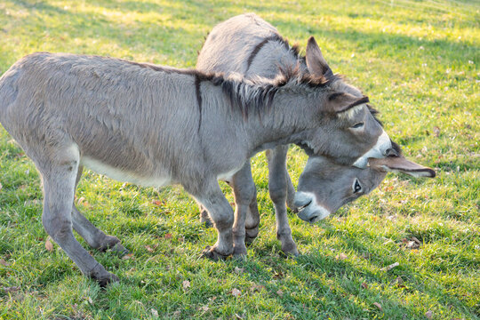 Close up of two donkeys (Equus asinus) showing their teeth with a flehmen response in a sunny field.