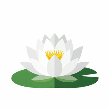 White Lotus Flower Illustration Water Lily Botanical Floral Design