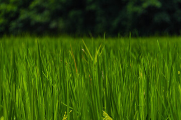Obraz premium Green Horizon – Rice Fields Beneath the Karst Mountains