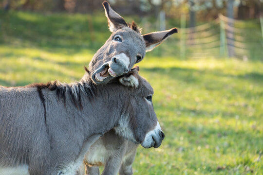 Close up of two donkeys (Equus asinus) showing their teeth with a flehmen response in a sunny field.