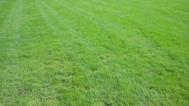 Lush green lawn with neat mowing stripes, perfect for outdoor activities and relaxation