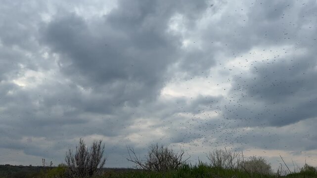 A large swarm of gnats and small insects fills the air above a rural field under a cloudy, overcast sky before rain. The scene captures natural atmospheric conditions