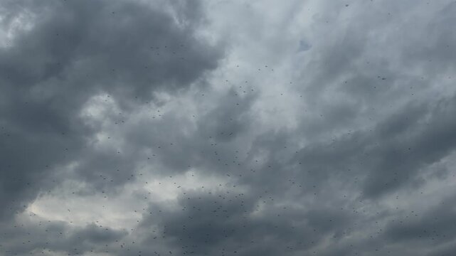 Video shows a large swarm of flying insects moving chaotically across a dramatic cloudy sky. Different moments reveal shifting density and patterns as insects scatter and regroup in the air