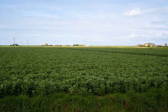 cultures, f&egrave;ve,