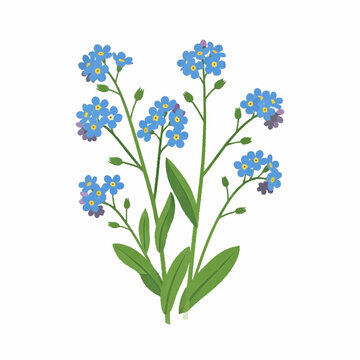 Forget Me Not Flower Illustration Blue Botanical Floral Design