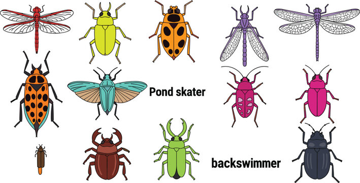 Aquatic Insects Vector Set Featuring Pond Skaters, Backswimmers, and Other Water Bugs for Nature and Wildlife Illustrations