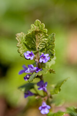 Obraz premium close-up of fresh, aromatic, edible ground ivy with blue flowers against a blurred green background, illuminated by sunlight