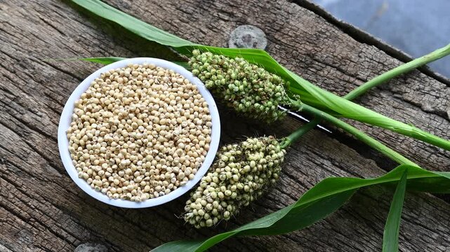 sorghum (broomcorn) seeds in plate on wooden table. whole seeds of sorghum close up