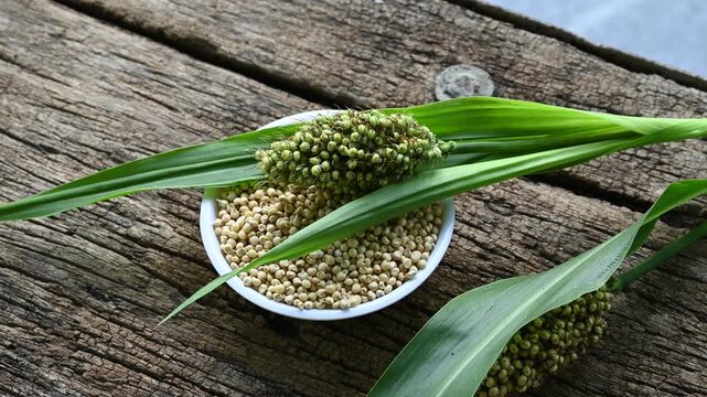 sorghum (broomcorn) seeds in plate on wooden table. whole seeds of sorghum close up