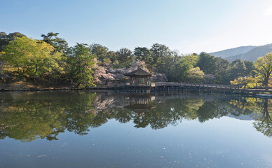 Obraz premium 静寂の朝に輝く水鏡、奈良公園・鷺池の浮見堂と満開の桜