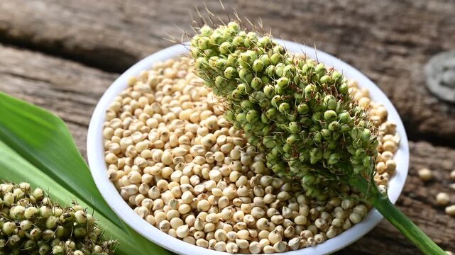 sorghum (broomcorn) seeds in plate on wooden table. whole seeds of sorghum close up