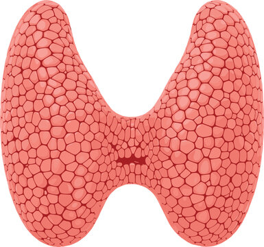 Vector Illustration of Human Thyroid Gland with Detailed Cellular Texture, Endocrine System Organ Anatomy Isolated on Black Background for Medical Education,