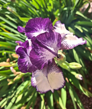 macro of elegant and splendid german iris in its foliage