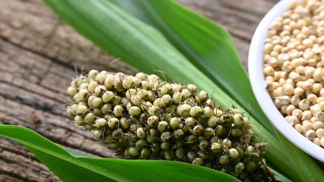 sorghum (broomcorn) seeds in plate on wooden table. whole seeds of sorghum close up