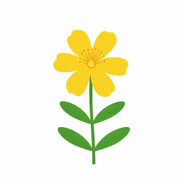 Yellow Wildflower Illustration Simple Botanical Floral Design
