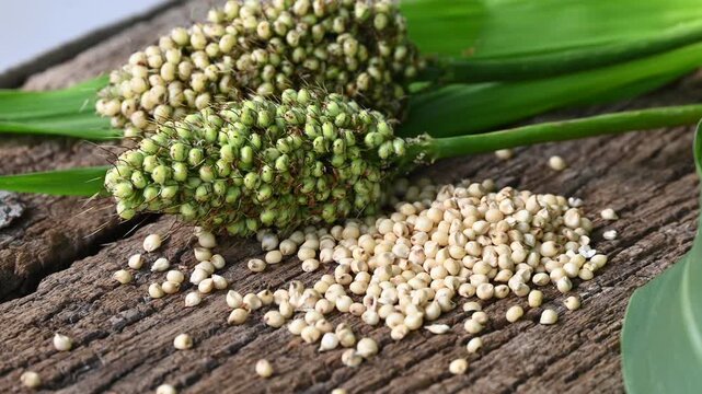sorghum (broomcorn) seeds in plate on wooden table. whole seeds of sorghum close up