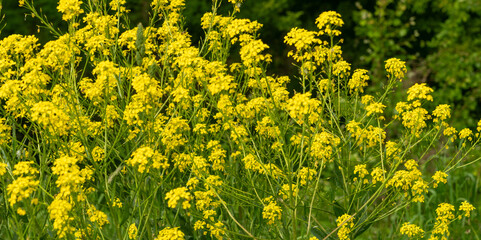 Obraz premium Turkish wartycabbage yellow wild flowers Bunias orientalis, hill mustard or turkish rocket flowers