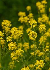Fototapeta premium Turkish wartycabbage yellow wild flowers Bunias orientalis, hill mustard or turkish rocket flowers