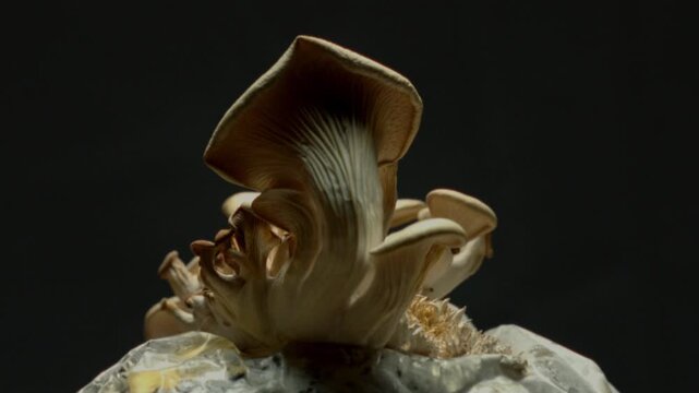 Timelapse: oyster mushrooms are growing. Mycelium sprouts from primordia. Delicate fungal clusters emerge, flourish in accelerated growth, showcasing mesmerizing speed of nature development
