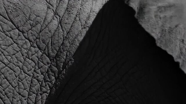 Elephant skin abstract detail