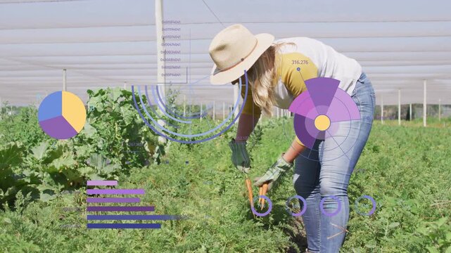 Woman farmer reaching into row harvesting carrots while charts animating and rising for monitoring