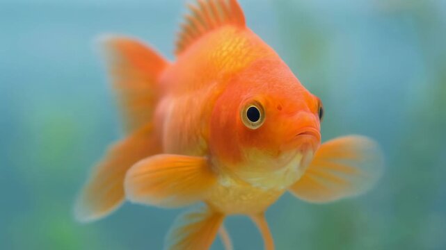 Set of funny goldfish expressions showing different emotions. Cute orange fish looks surprised with an open mouth in a sequence. Panoramic banner for a pet shop or aquarium concept