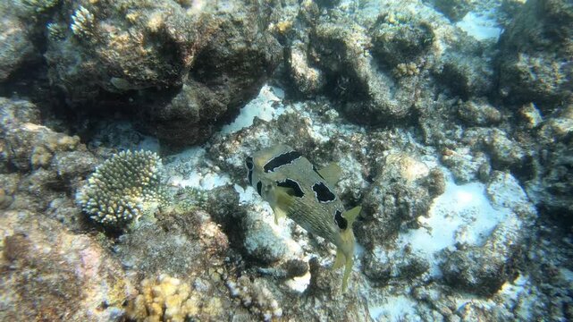 The black-blotched porcupinefish (Diodon liturosus), also known as shortspine porcupinefish, is a member of the family Diodontidae. It is found in the tropical and subtropical waters of the Indo-Pacif