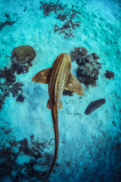 leopard shark