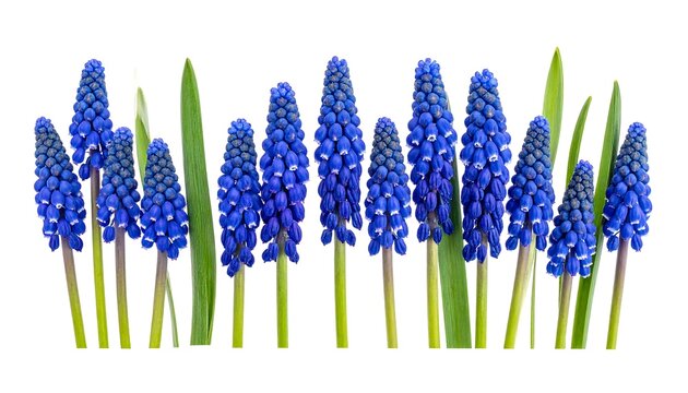 A row of vibrant blue bell-shaped flower heads are positioned along a horizontal white line, with long green leaves interspersed