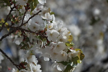Fototapeta premium 산벚나무