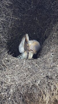 Vertical video, a Western barn owl in a huge sociable weaver nest