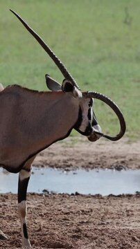 Vertical video, Oryx with a unique horn growth