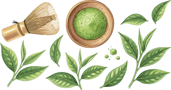 Matcha Green Tea Powder, Whisk, and Fresh Tea Leaves in a Natural and Healthy Vector Illustration"