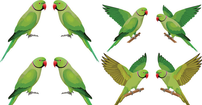Parrot Bird Collection Featuring Green Ringneck Parakeet Pairs Flying and Perching Tropical Wildlife Illustrations for Nature Design