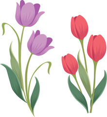 Fototapeta premium purple and pink tulip flower flat style