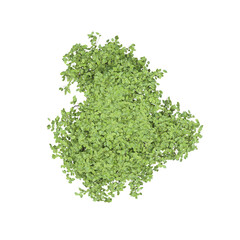 Obraz premium tree top view, isolate on a transparent background, 3d illustration